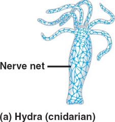 Thin fibers running along throughout the cnidarian forming a network that responds to mechanical and chemical stimulus