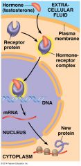 In the picture shown, the hormone/receptor complex exerts its effect by acting as a __________________ ___________________ to activate gene expression