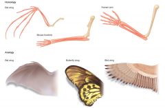  +character inherited from a common ancestor 

 -bones in bird, bat, and pterosaur wings 

 -bones in any tetrapod limb 


 


+ homology is determined by position relative to other structures; development (embryological tissue, patte...