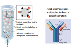 Uses antibodies (very specific for protein of interest). Antibody will attach to bead. Protein recognized by the antibody. All other proteins not recognized by antibody will go towards the bottom. 
