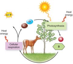 1. Energy is passed between autotrophs and heterotrophs, causing oxygen and carbon dioxide to cycle between them.