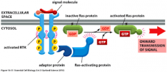 The picture shows that Ras functions as a "____" protein in signal transduction