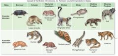 +homoplasy means similarity in appearance but not in origin (convergence)


 


+Flying squirrels and sugar gliders both have skin flaps for gliding but the squirrels are placentals while the gliders are marsupials. Both are found in similar ...