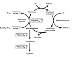 Vitamin B6:
- Cofactor for conversion of homocysteine → cysteine
- Cofactor for Succinyl-CoA → Hemoglobin

Vitamin B9:
- Coenzyme for 1C transfer, important for conversion of homocysteine → methionine

Vitamin B12:
- Cofactor for con...