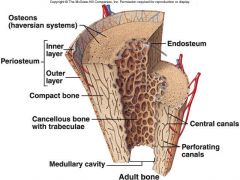 membrane surrounding the bone