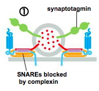 blocks SNARES from completely paring, and prevents fusion


 


(CYTOSOL)