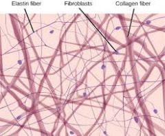 collagen fiber, elastic fiber, ground substance, fibroblasts