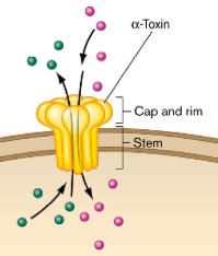 These are pore forming toxins where they insert themselves into membrane of cell and form pores
Cause ions to leak out, leading to depolarization

Most are not soluble because embedded into membrane with hydrophobic domains (are soluble in water t...