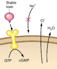 They have proteins that affect second messenger pathways and signaling pathways

They can also interrupt these signaling pathways and stop immune system from mounting by disrupting the signal