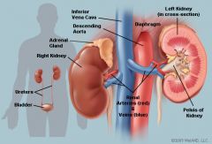 kidney
example: nephr-itis
