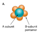 Binds to host cell
Dlievers A subunit to cytoplasm

Often there are B subunits to form pore for A subunit entry