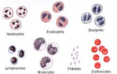 nertrophil, eosinophil, basophil, lymphocyte, monocyte, platelets