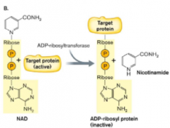 Toxic activity

Can be an ADP-ribosyltransferase: diptheria toxin or cholera toxin