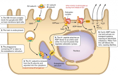 1) AB toxin complex binds to ganglioside GM1 on host membrane lipid rafts

2) Toxin endocytosed

3) Phagosome containing cholera toxin taken to endoplasmic reticulum

4) A1 subunit removed from B sununits and exported into cytoplasm

5)) A1 pepti...