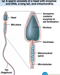 Testes and sperm hpic
