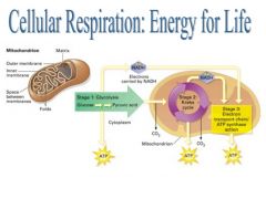 1. The respiratory system is needed to live much like this is _______
