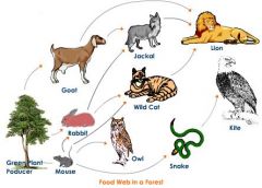 1. A more complex and all over the place food chain