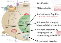 Acidification (V-ATPase)

ROS production (Cytochrome b558 & NADPH oxidase)

Antimicrobial peptides (Defensins)

Reactive nitrogen intermediate production (iNOS producing NO)

Nutrient limitation by pumping out or sequestering metal ions (Lactoferr...