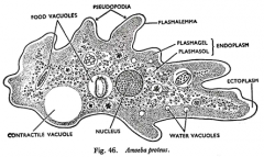 Ectoplasm(gel-like and clear, no organelles)
Endoplasm( fluid-like and darker, organelles)
Contractile Vacuole
Food Vacuoles
Lobopodium