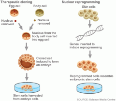 Cloned mammals, whose nuclei came from adult somatic cells.
Somatic Cell Nuclear Transfer