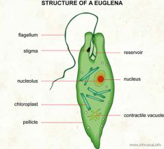 Contain chloroplasts
Stigma/eyespot (allows light in)
Flagellum