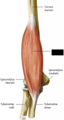 U: ventralt på Humerus

F: Tuberositas ulnae

Fu: flexion av armbågen

I: N. Musculocutaneus