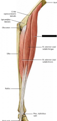 U: lateralt på Humerus, strax ovan armbågen


F: Pr. Styloideus radii



Fu: Flexion av armbågen


I: N. Radialis