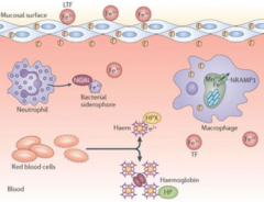 Fe2+ is complexed with haem, which is bound by haemoglobin within red blood cells
