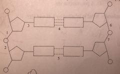 During the process of replication, which bonds in the diagram of DNA below are broken?