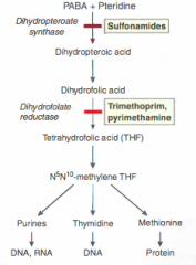They competitively inhibit DHPsynthase by acting like PABA and binding to the active site.  This will cause a drop in DHP which is needed to work with DHFR to make tetrahydrofolate which is needed to make nucleic acids
