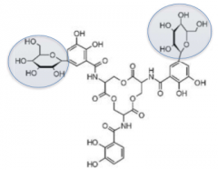 Salmochelin S4 has two glucose molecules on two of its three arms that bind iron, preventing lipocalin-2 to bind to it