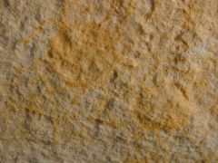trace-are geological records of biological activity. Trace fossils may be impressions made on the substrate by an organism:


index-Index fossils (also known as guide fossils, indicator fossils or zone fossils) are fossils used to define an...