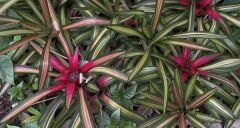 Tricolor Bromeliad, Neoregelia