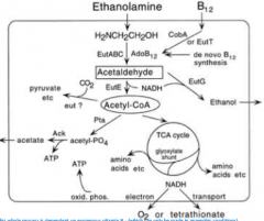 An anaerobic electron aceptor tetrathionate allows Salmonella to use endogenously synthesized vitamin B12 to support anaerobic degradation of ethanolamine as a sole source of nitrogen, carbon and energy

The gene that encodes this tetrathionate r...