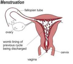 When did you start menstruating?(since what age have you had menstruation?)