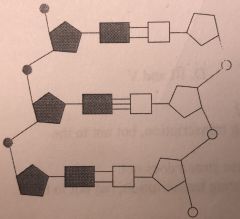 The diagram shows part of a molecule produced by replication of DNA. What is the significance of the shaded and then unshaded regions?