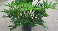 Tree philodendron, Selloum philodendron