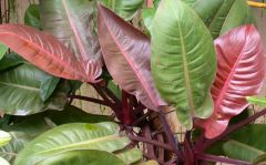 Hybrid philodendron