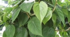 Heart leaf philodendron