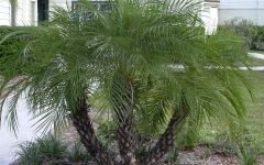 Dwarf date palm, Pygmy date palm