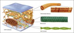 Hints:
-related to 
filaments and microtubules 