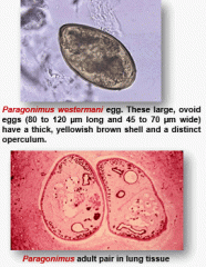 Diagnose by finding eggs in stool and sputum, Radiology can show cavitation and effusion. Eosinophilia is common. Treatment is Thiabendazole and Praziquantel. 
