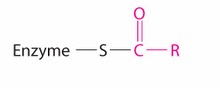 What is the function of a thioester intermediate such as the one formed from glyceraldehyde 3-phosphate (shown below)?