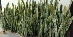 Snake plant, Mother-­in­Law’s tongue