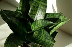 Variegated snake plant, Mother-­in-Law’s tongue