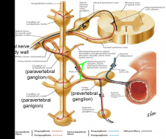 cell bodies within prevertebral ganglia