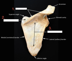 Scapula:
Side 1-
1. Acromion Process (attaches with acromial end of clavicle) 
2. Coracoid Process ("crows beak")
3. Superior Angle
4. Glenoid Cavity orFossa (socket for humerus)
5. Subscapular Fossa
6. Medial Border
7. Lateral Border
8. Inferior ...