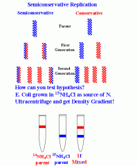 1. Bacteria + heavy isotope
2. Bacteria transferred to medium with lighter isotope
3. DNA sample centrifuged after 1st replication
4. DNA centrifuged after second replication
