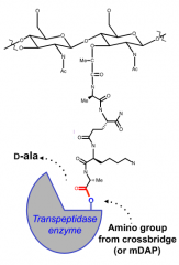 Involves a transient (temporary) acyl-enzyme itnermediate
This enzyme specifically hydrolyzes the amide bond formed between the two D-alaine amino acids

During this process, peptidoglycan subunit is attached to a serine residue on the transpeptid...
