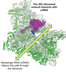 Streptomycin binds to the 30S subunit of bacterial ribosome via contact with 16S RNA and ribosome subunit S12

Mutations arose spontaneously in S12 protein that decreased affinity for streptomycin, making the bacteria antibiotic resistant